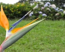 Unicornio azul