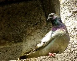 Paz purpura