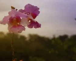 Mi primer flor