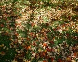 Ojas de Otoño