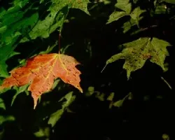 Contraste en maple