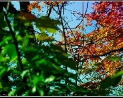 Profundo Otoño