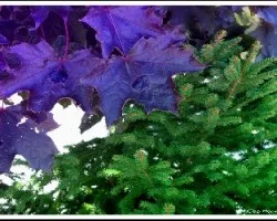 Maple purpura
