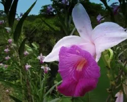 Dona Rosa