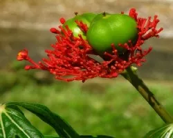 Ojos Verdes