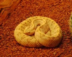 Amarillo