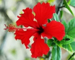 Rojo intenso