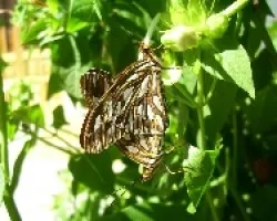 Agraulis vanillae maculosa