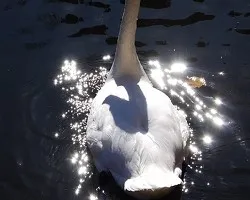 Cisne