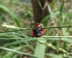 Chrysomelidae