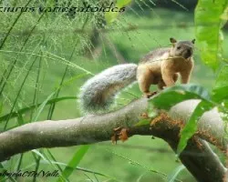 Sciurus variegatoides