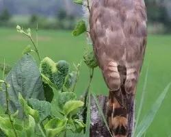 Buteo magnirostris