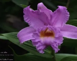 Flor de un día