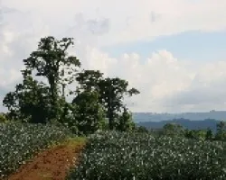 Pinal de Guatuso
