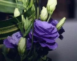 Hasta las rosas cambian de color
