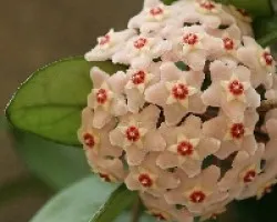 Flor de cera