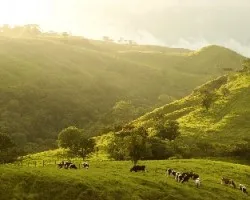San Carlos el paraíso del verdes y la luz