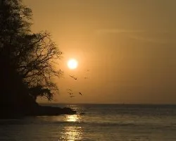 Anidando al atardecer