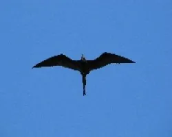 Fregata magnificens
