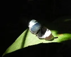 Heliconius cydno galanthus