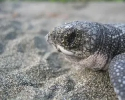 Comienza la odisea