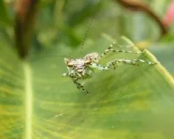 Religiosa?