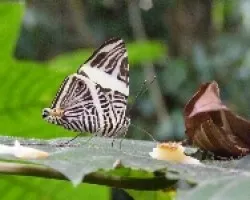 Colobura dirce