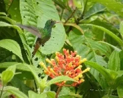 Amazilia tzacatl alimentandose de Palicourea guianensis