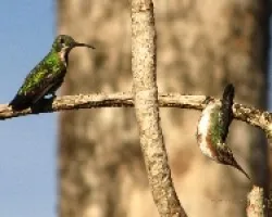 Hembra Mango gorginegro (Anthracothorax nigricollis) con inmaduro 