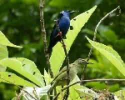 Cyanerpes cyaneus (macho y hembra)