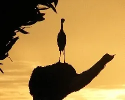 Garza de noche, de día