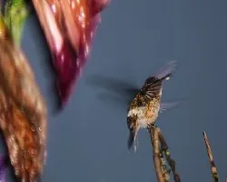 Colibrí de Rio Celeste