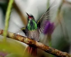 Chalybura urochrysia macho