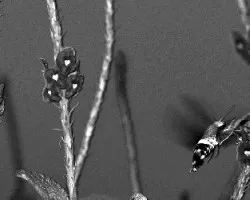Mariposa colibrí (Macroglossum stellatarum)