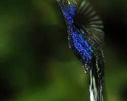 Campylopterus hemileucurus