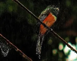 Trogon aurantiiventris macho