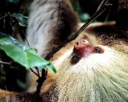 Perezoso 2 dedos hembra