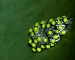 Agalychnis callidryas