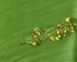 Puesta de ojos rojos naciendo