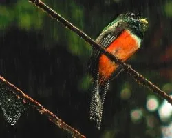 Trogon aurantiiventris (nueva foto)
