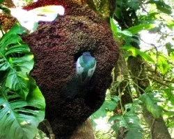 alguien sabe que ave es? es una curiosidad, pues no alcanzo a distinguirla.