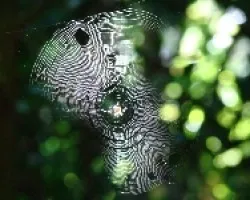 telarana