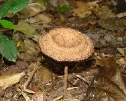 Hongos Carara