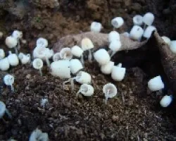 Hongos Carara1