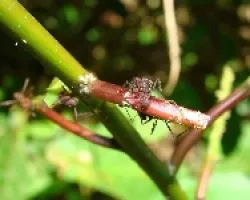 Hormigas