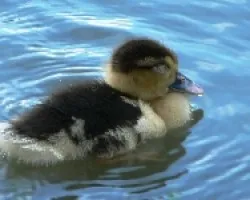 Anatidae (Pato) bebe