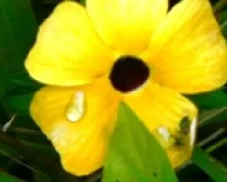 Flor amarilla