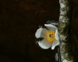Flor en el agua