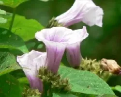 Flores Moradas