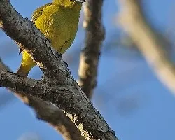 Euphonia luteicapilla - hembra